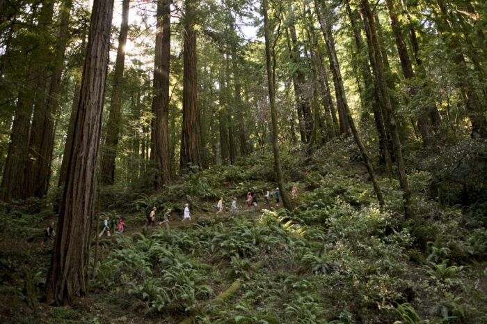 children walking through redwood forest