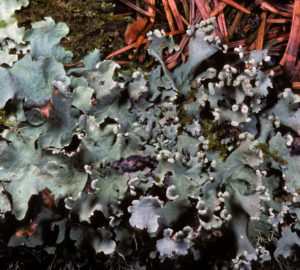 Lichen