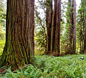 Prairie Creek Redwoods State Park