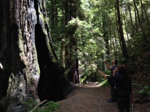 The large coast redwoods of Jedediah Smith Redwoods State Park.