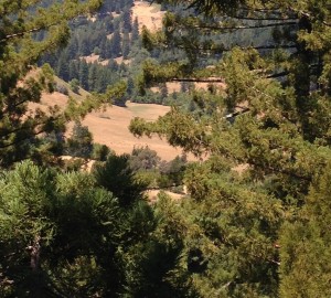 The summertime view of Sonoma County from the redwood canopy.