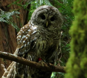 Scott Wright’s photo protrays a barred owl in Muir Woods, winner of first prize in the 2013 Know Wonder Photo Contest.