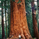 Add your voice to keep our beloved monuments intact, including the pictured Giant Sequoia National Monument. Photo by William Croft