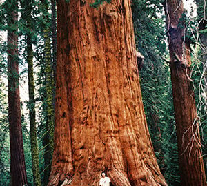 Add your voice to keep our beloved monuments intact, including the pictured Giant Sequoia National Monument. Photo by William Croft