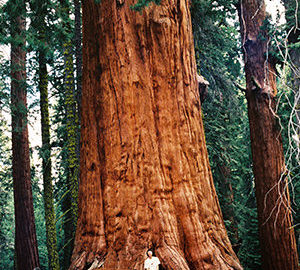 Add your voice to keep our beloved monuments intact, including the pictured Giant Sequoia National Monument. Photo by William Croft