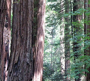 Muir Woods’ new reservation system will improve the spectacular visitor experience by reducing overcrowding, and it will help keep the forest vibrant.