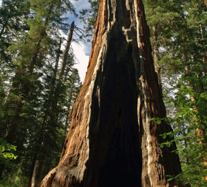 Pioneer Cabin Tree. Photo by Wayne Hsieh, Flickr Creative Commons