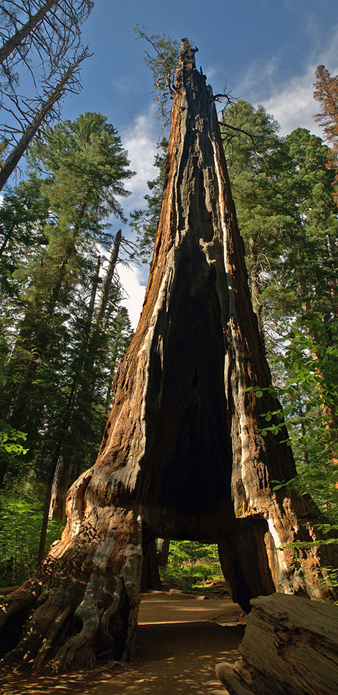 Pioneer Cabin Tree. Photo by Wayne Hsieh, Flickr Creative Commons