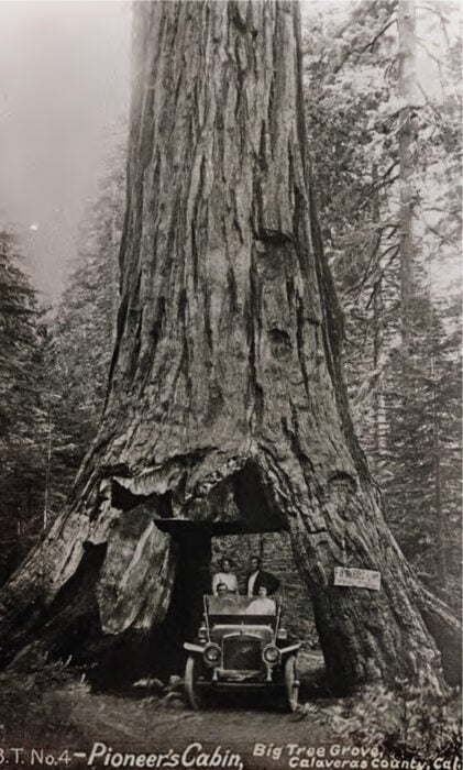 Pioneer's Cabin Tree 1908