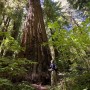 Portola Redwoods State Park. Photo by Paolo Vescia