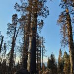 Giant Sequoias stand tall within burn site