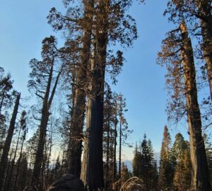 Giant Sequoias stand tall within burn site