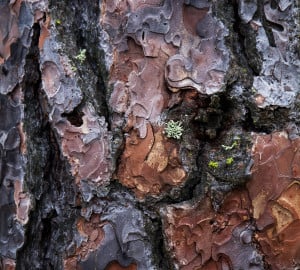 Ponderosa pine bark