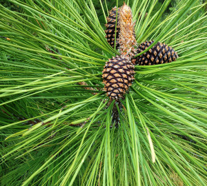 Ponderosa pine