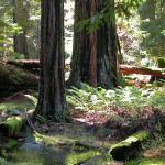 Since 1918, Save the Redwoods League has safeguarded special places, including the pictured Montgomery Woods State Natural Reserve. Photo by Christine Aralia