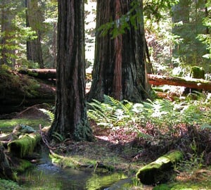 Since 1918, Save the Redwoods League has safeguarded special places, including the pictured Montgomery Woods State Natural Reserve. Photo by Christine Aralia