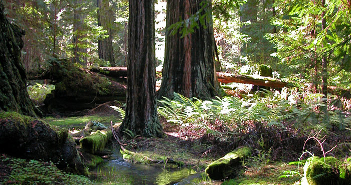 Since 1918, Save the Redwoods League has safeguarded special places, including the pictured Montgomery Woods State Natural Reserve. Photo by Christine Aralia