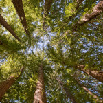 You can help protect Peters Creek Old-Growth Forest (pictured), a rare ancient  forest in the Santa Cruz Mountains. Photo by Paolo Vescia