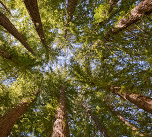 You can help protect Peters Creek Old-Growth Forest (pictured), a rare ancient  forest in the Santa Cruz Mountains. Photo by Paolo Vescia