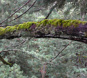 Professor Stephen C. Sillett, PhD, studies the redwood canopy. He is among four scientists researching in the League's Initiative to help redwoods survive rapid climate change. Photo by Marie Antoine