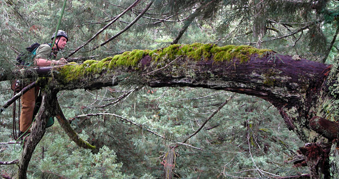 Professor Stephen C. Sillett, PhD, studies the redwood canopy. He is among four scientists researching in the League's Initiative to help redwoods survive rapid climate change. Photo by Marie Antoine