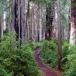 Prairie Creek Redwoods State Park