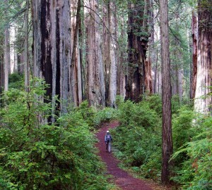 Prairie Creek Redwoods State Park