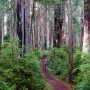 Prairie Creek Redwoods State Park