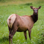 The League’s recent transfer of the Berry Glen Trail Connection property to Redwood National Park provides a significant portion of the limited habitat used by herds of Roosevelt elks, which draw thousands of tourists and photographers each year. Photo by Paolo Vescia