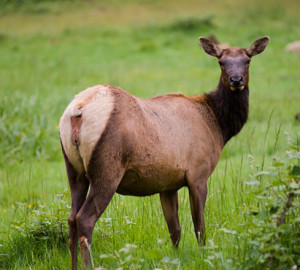 The League’s recent transfer of the Berry Glen Trail Connection property to Redwood National Park provides a significant portion of the limited habitat used by herds of Roosevelt elks, which draw thousands of tourists and photographers each year. Photo by Paolo Vescia