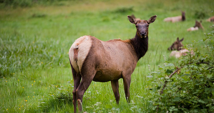 The League’s recent transfer of the Berry Glen Trail Connection property to Redwood National Park provides a significant portion of the limited habitat used by herds of Roosevelt elks, which draw thousands of tourists and photographers each year. Photo by Paolo Vescia