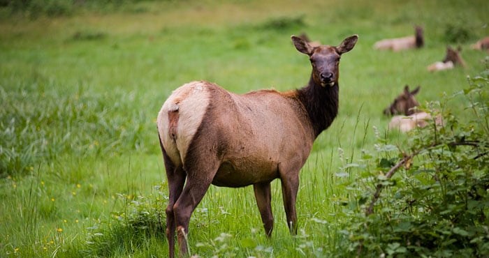 Because of your gifts, the newly protected Berry Glen Trail Connection will continue to provide habitat for herds of Roosevelt elk, which tourists and photographers flock to see. Photo by Paolo Vescia