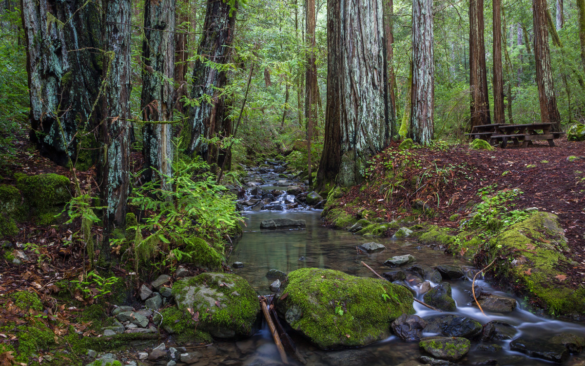 A small creek in the middle of a forest