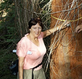 Peggy Light, League Board of Directors member, gathers redwood trunk measurements while on a staff and volunteer outing.