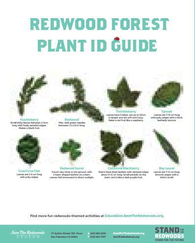 REDWOOD FOREST PLANT ID LESSON