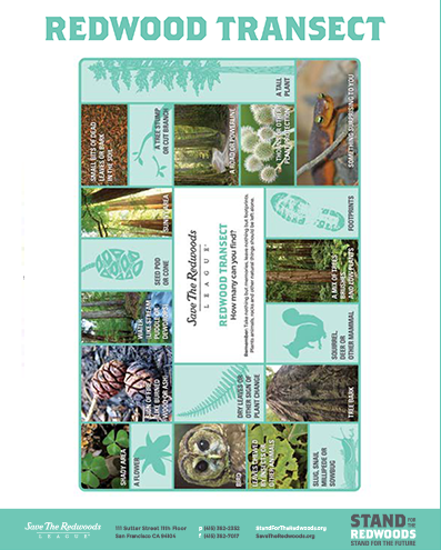 REDWOOD TRANSECT