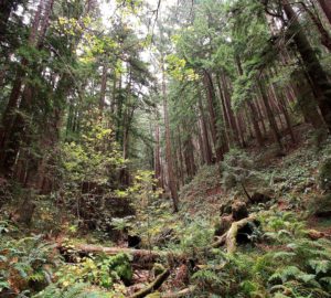 Purisima Creek Redwoods Reserve, by Keppet