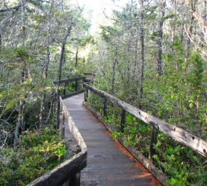 A pygmy forest at Van Damme State Park in Mendocino County looks young, but it's not. Photo credit: David Berry, Flickr Creative Commons