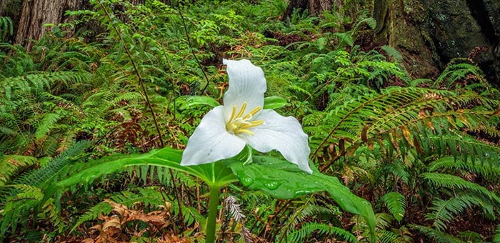 Redwoods Wildflower Challenge