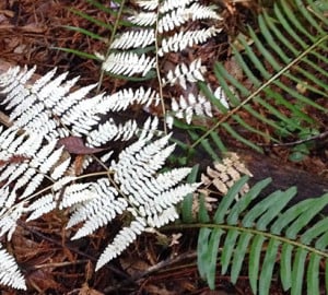 Researcher Emily Burns noticed that half the ferns in coast redwood forests were evergreen and half were deciduous. Deciduous ferns turn white in the fall while the evergreen ferns stay vibrant green.