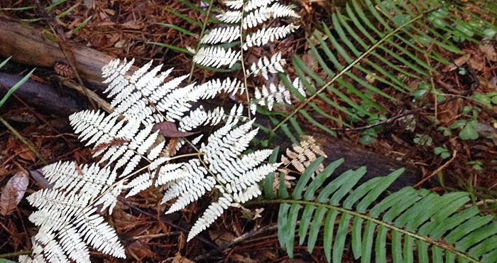 Researcher Emily Burns noticed that half the ferns in coast redwood forests were evergreen and half were deciduous. Deciduous ferns turn white in the fall while the evergreen ferns stay vibrant green.