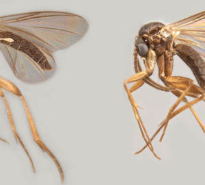 Peter H. Kerr recently found two new species of fungus gnats: Azana malinamoena and Azana frizzelli.