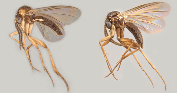 Peter H. Kerr recently found two new species of fungus gnats: Azana malinamoena and Azana frizzelli.