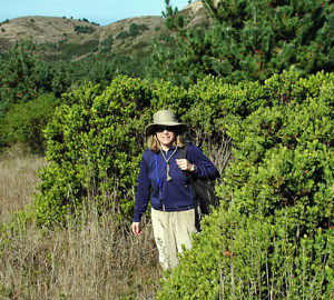 Researcher Jennifer Chapman, next to a post-fire stand of manzanitas, found that the shrub adapts to living on the edge of redwood forests.