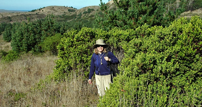 Researcher Jennifer Chapman, next to a post-fire stand of manzanitas, found that the shrub adapts to living on the edge of redwood forests.