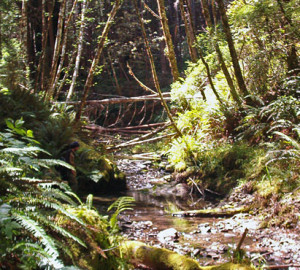 In this logged forest, alders compete for dominance with Douglas-fir and redwoods. Redwoods here were stunted compared with their relatives in a untouched "old-growth" forest. Photo by Emily King Teraoka