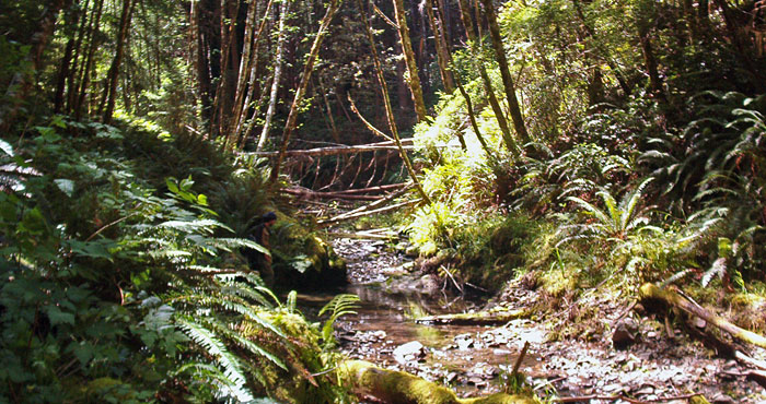 In this logged forest, alders compete for dominance with Douglas-fir and redwoods. Redwoods here were stunted compared with their relatives in a untouched 