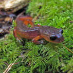 Thanks to our members' support, a League-sponsored researcher will examine how the Ensatina salamander's role as a top predator in the redwood forest affects its ability to influence the storage of carbon in the soil. Photo by Anthony Ambrose