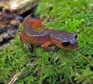 Thanks to our members' support, a League-sponsored researcher will examine how the Ensatina salamander's role as a top predator in the redwood forest affects its ability to influence the storage of carbon in the soil. Photo by Anthony Ambrose