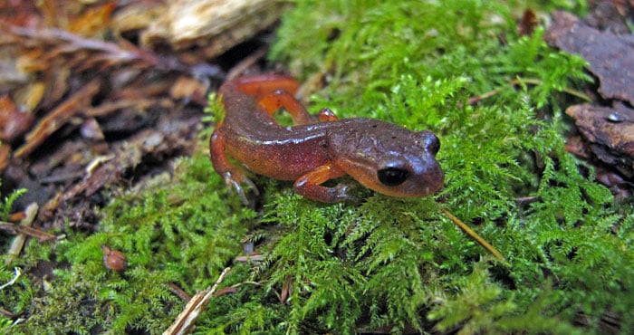 Thanks to our members' support, a League-sponsored researcher will examine how the Ensatina salamander's role as a top predator in the redwood forest affects its ability to influence the storage of carbon in the soil. Photo by Anthony Ambrose
